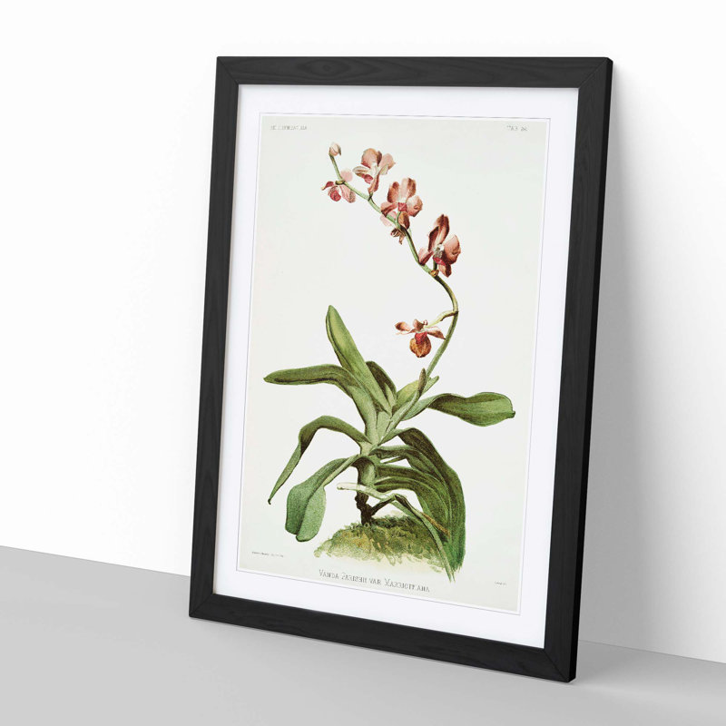 Magnolia Flowers Illustration Tab. 96 by Frederick Sander - Picture Frame Painting Print, 50cm H x 35cm W x 2cm D, Black
