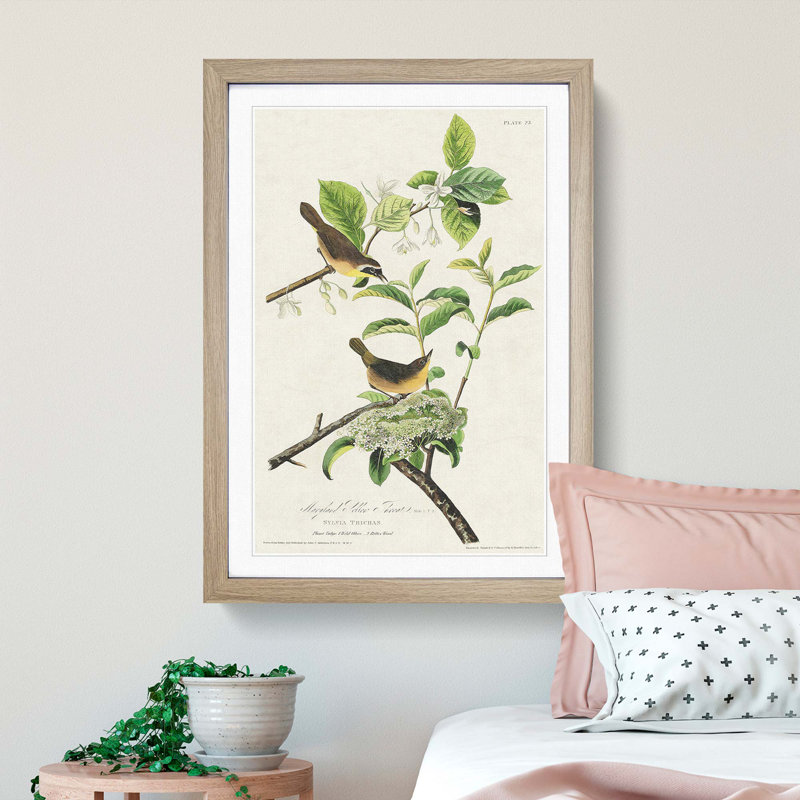 Yellow-Breasted Warbler Birds by John James Audubon - Picture Frame Graphic Art Print, 65cm H x 48cm W x 2cm D, Oak Framed