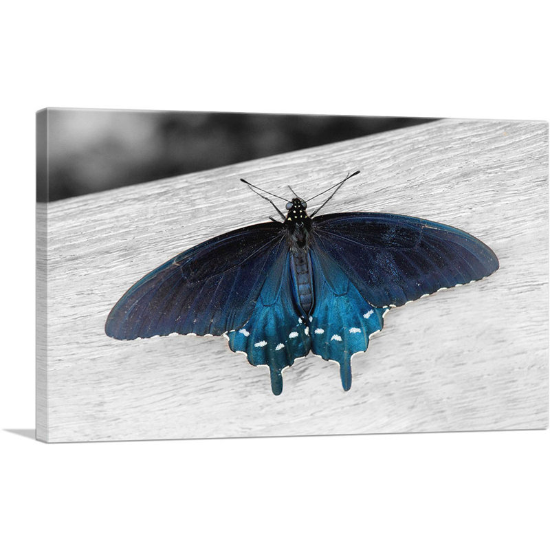 «Pipevine Swallowtail Butterfly», impression sur toile tendue, H 18 po x l 26 po x P 1,5 po
