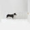 Clear Zig Zag Pet Gate Wall Mounted Pet Gate with Gold Latch
