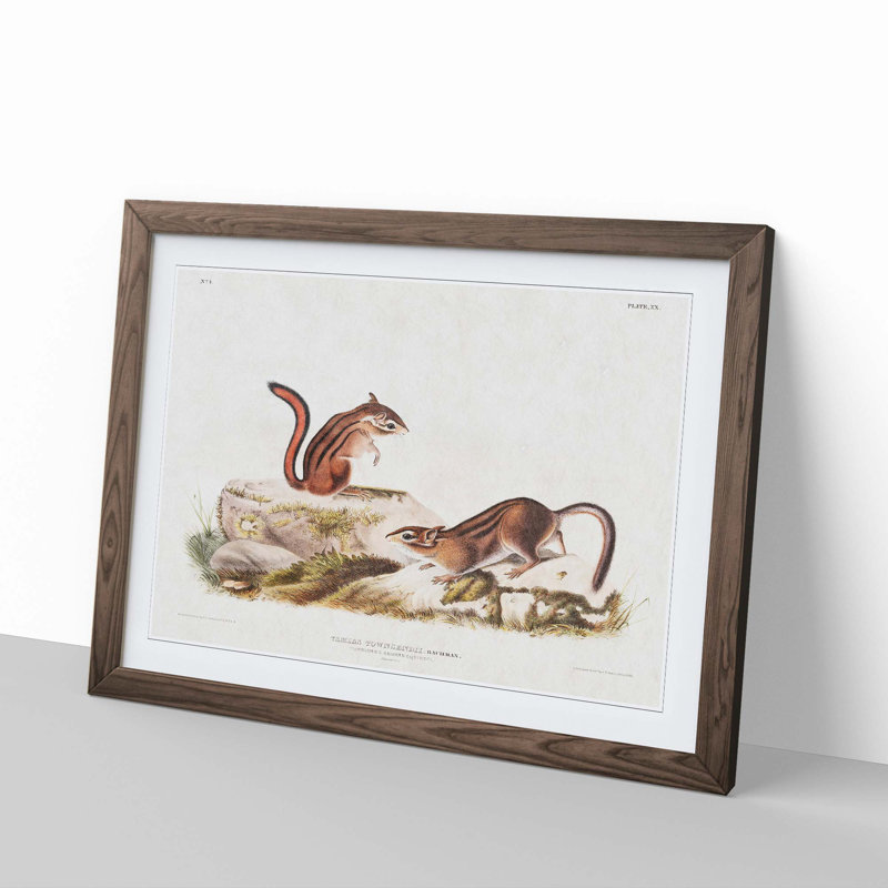 Ground Squirrels by J.W. Audubon - Picture Frame Painting Print, 27cm H x 36cm W x 2cm D, Walnut Framed