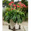 Gooding Metal Planter Feet