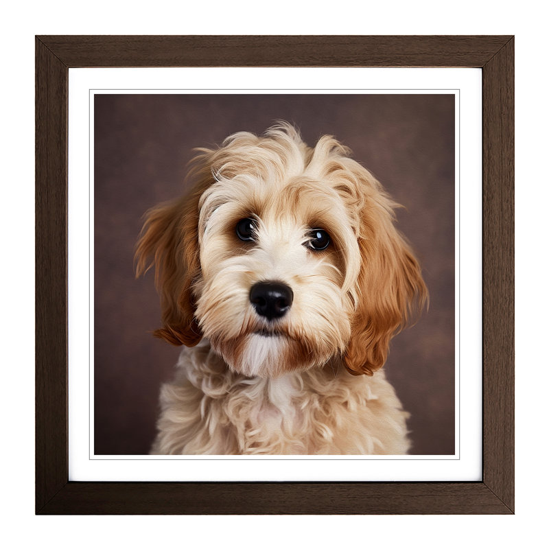 Cockapoo Photograph No.1 - Single Picture Frame Print on Wood, Walnut