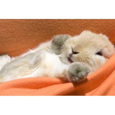 Bébé lapin par Maiteali
