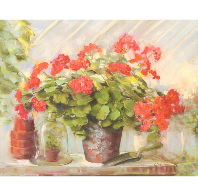 Potting Geraniums, 28" H x 35" W