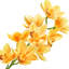 Tige d'orchidée Cymbidium-100334958