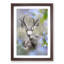 Resting Deer - Framed Print-55598532-55598536