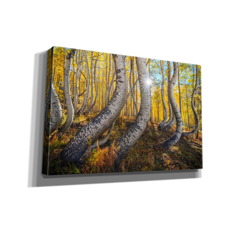 «Dance Of The Aspens» par Rick Berk, art mural sur toile, H 12 po x l 18 po x P 0,75 po