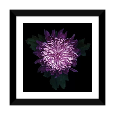 " Delicious Chrysanthemum " by Magda Indigo
