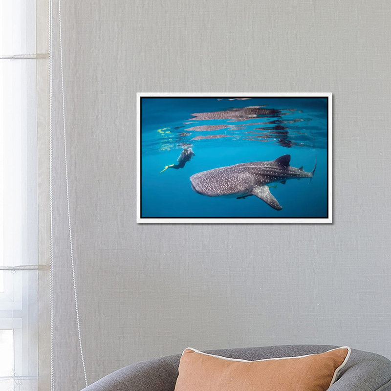 Diver Photographing A Whale Shark by Alessandro Cere - Floater Frame Gallery-Wrapped Canvas Giclée on Canvas