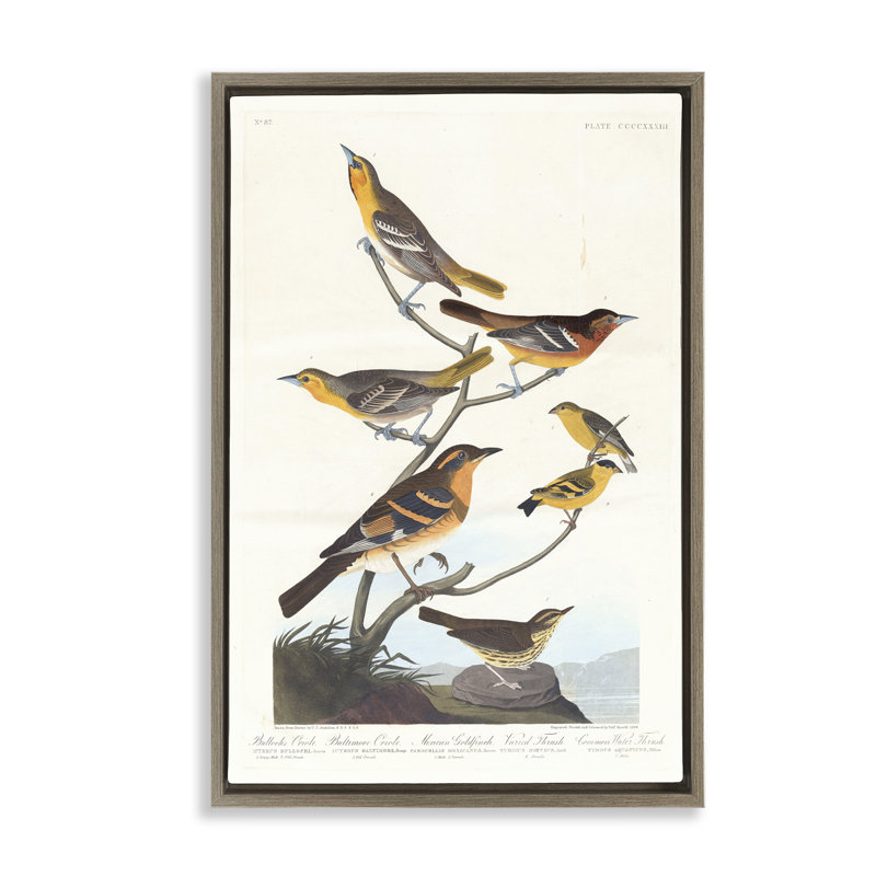 Toile flottante encadrée Classic Bullock's Oriole Study par one1000paintings, H 25 po x l 17 po