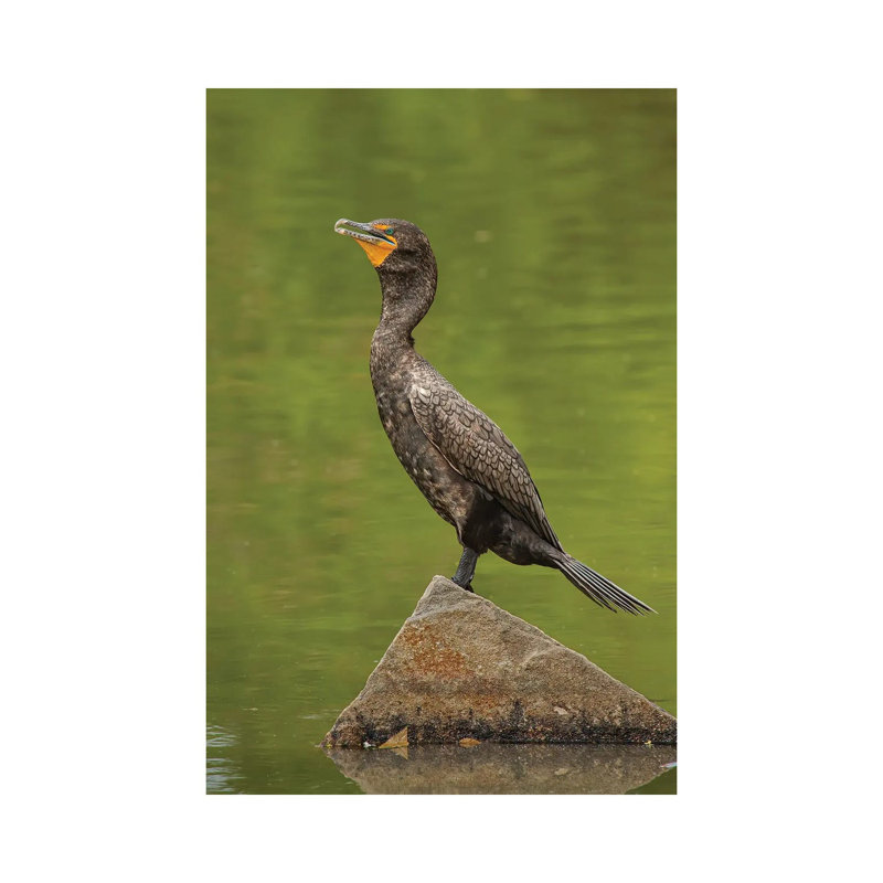 Sun Bathing Double-Crested Cormorant by Louis Ruth - Wrapped Canvas Print, 20.32 cm H x 30.48 cm W