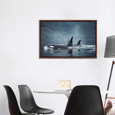 Orca Group Surfacing, Johnstone Strait, British Columbia, Canada by Flip Nicklin - Print on Canvas