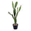 Cactus artificiel en pot-515654070