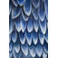 Plumage bleu, reproduction sur toile-411386760