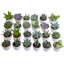 24 Piece Costa Farms Live Mini Succulent Low Maintenance Plant in Ceramic Planter