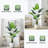 Banana Leaf Plant-375412044