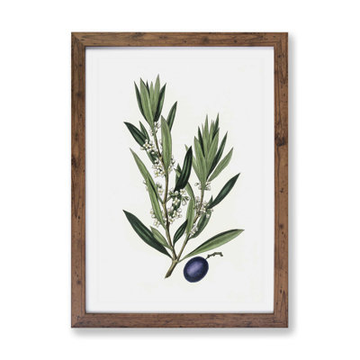 Olive Tree Flowers Illustration - Framed Print