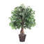 Ficus naturel en pot Kidwelly