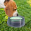 Pet Bowl-98664301