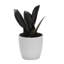Live Burgundy Rubber Plant in Classic Pot-49662160