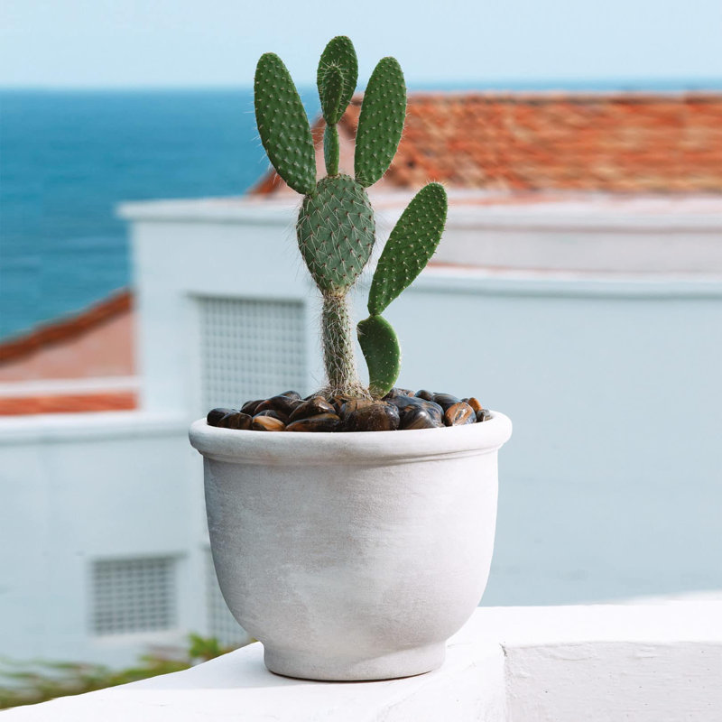 Pot à fleurs en plastique Leontion, H 13,5 po x l 17,75 po x P 17,75 po, Parchemin