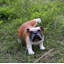 Statue de bouledogue en peluche grandeur nature