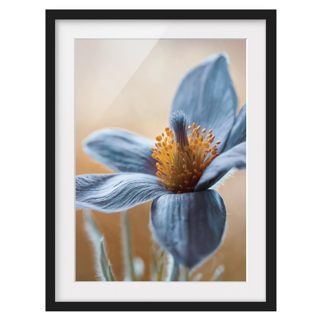 Gerahmter Grafikdruck Blue Pasque Flower