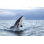 Grand requin blanc, «Carharrion carcharias», adulte en train de violer, False Bay en Afrique du Sud - Photographie sur toile tendue