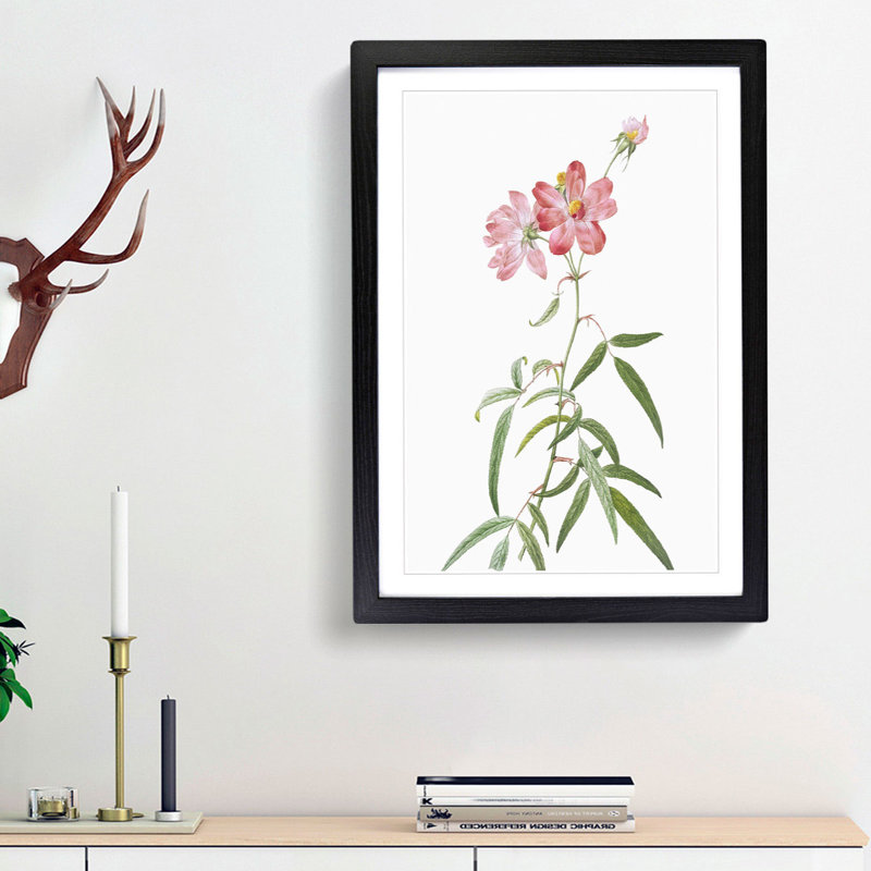 Peach-leafed Roses in Pink by Pierre-Joseph Redoute - Picture Frame Painting Print, 36cm H x 27cm W x 2cm D, Black Framed
