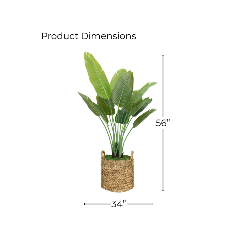 Plant