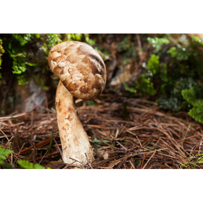 Matsutake Mushroom - Photographie sur toile tendue