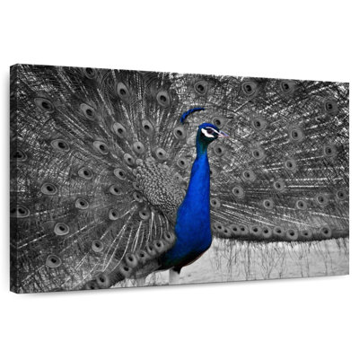 Brampt Peacock Pop