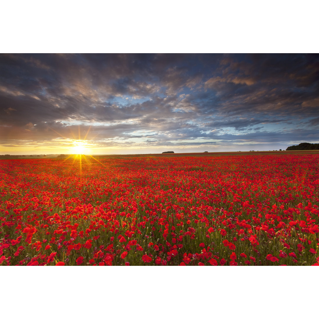 Sommer Mohnblumen bei Sonnenuntergang von Antonyspencer - Leinwanddrucke