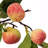 35" Orchard Peach Spray