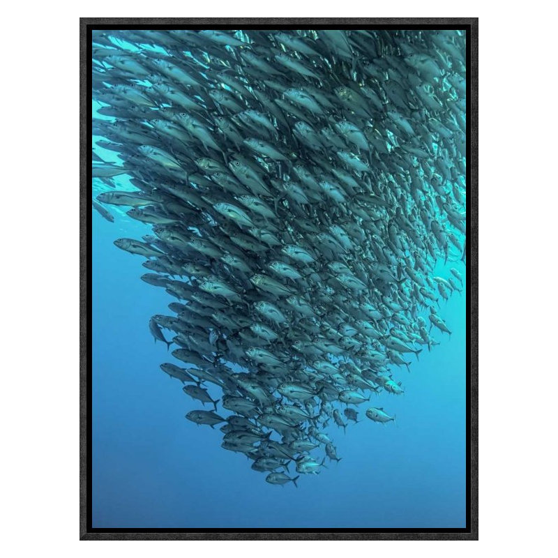 " Schooling Jackfishes ", 16" H x 12" W x 1.5" D