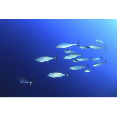 School Of Tuna - Wrapped Canvas Print