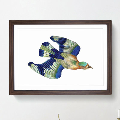 Indian Roller Bird by George Shaw - Framed Print