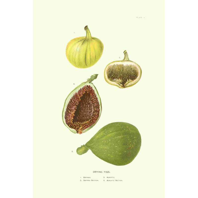 " Figs " Painting Print, 12" H x 8" W  