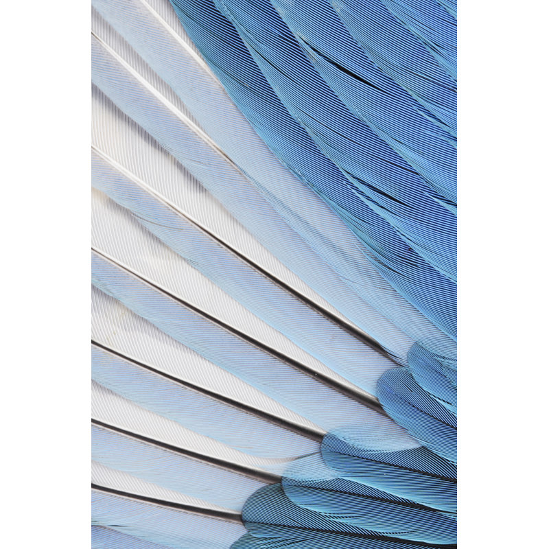 Feathers - Wrapped Canvas Print, 46cm H x 30cm W x 3.8cm D