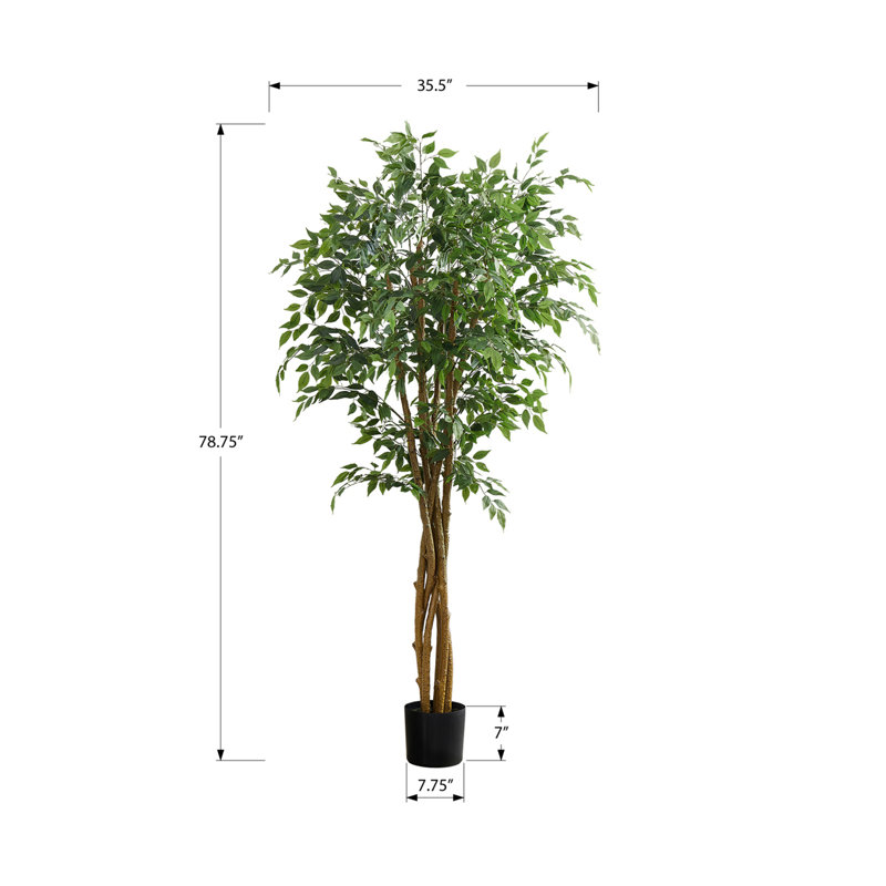 Ficus Tree, Floor, Real Touch, Potted