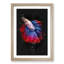 Siamese Fighting Fish - Picture Frame Graphic Art Print-56856767-56856770
