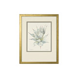 Agave Print by Daughdrill