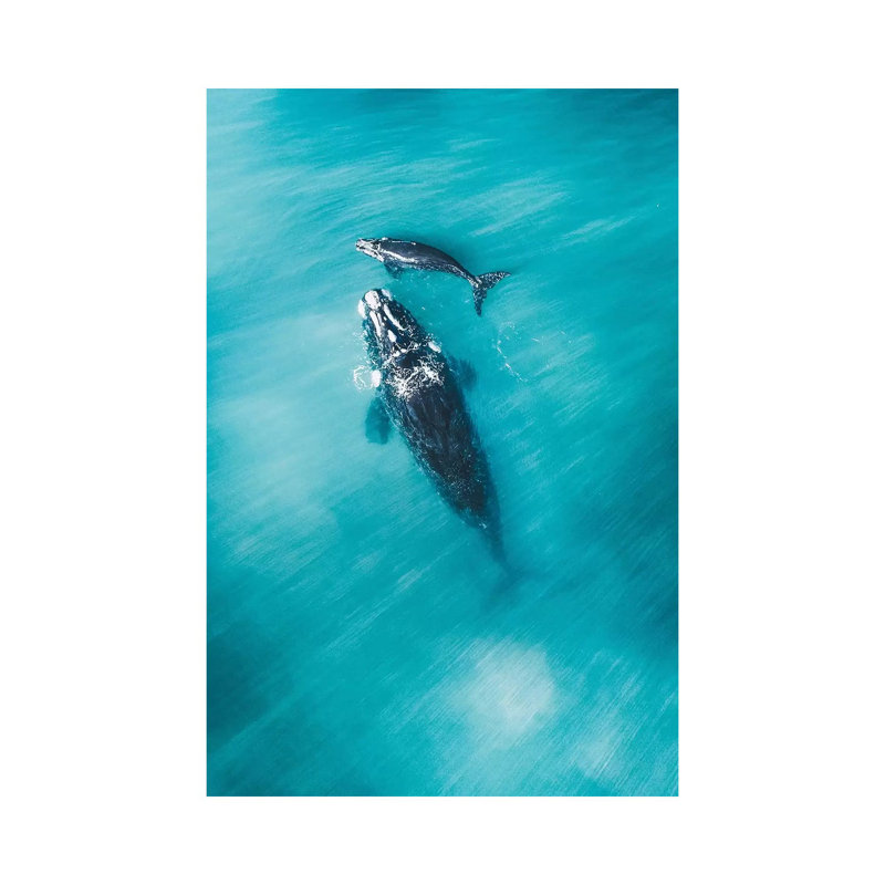 Peaceful Whales III by Jaxon Roberts - Wrapped Canvas Gallery-Wrapped Canvas Giclée