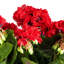 Buisson de géranium artificiel 17,5 "en polyester-913431848