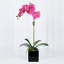 Orchid Arrangement In Vase-1326828204-1326828205