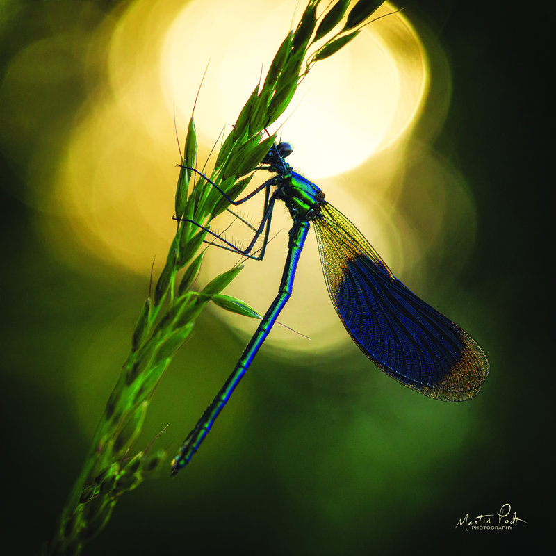 Reproduction de damoiselle en contre-jour par Martin Podt - reproduction, H 12 po x l 12 po, Toile tendue