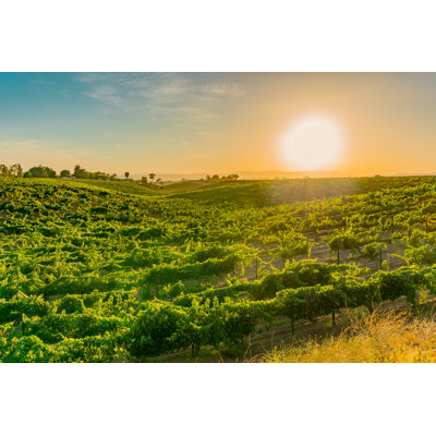 " California Vineyard "