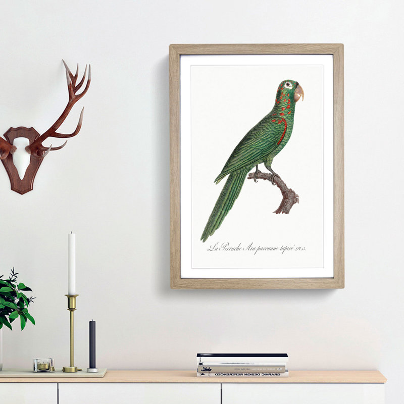 Red-Spectacled Amazon Parrot by F. Levaillant - Picture Frame Painting Print, Oak Framed, 36cm H x 27cm W x 2cm D