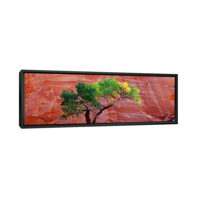 " Low Angle View Of A Cottonwood Tree "